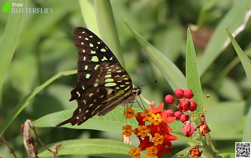 Tailed Jay